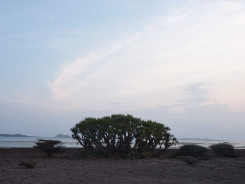 alberi asmara eritrea